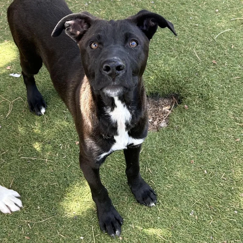 A young small-sized male Black Mixed Breed dog named Touchstone Butler Campus for adoption in Flagstaff, AZ