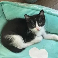 A baby small-sized male White Domestic Short Hair cat named Vuori for adoption in Buffalo, MN
