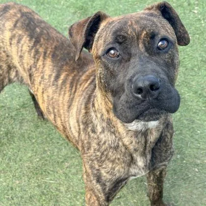 A young medium-sized male Brindle Pit Bull Terrier dog named Hennessy for adoption in Indianapolis, IN