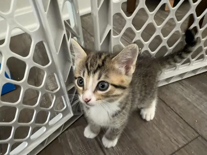 A baby small-sized female Domestic Short Hair cat named Lady Gaga for adoption in Cleveland, OH