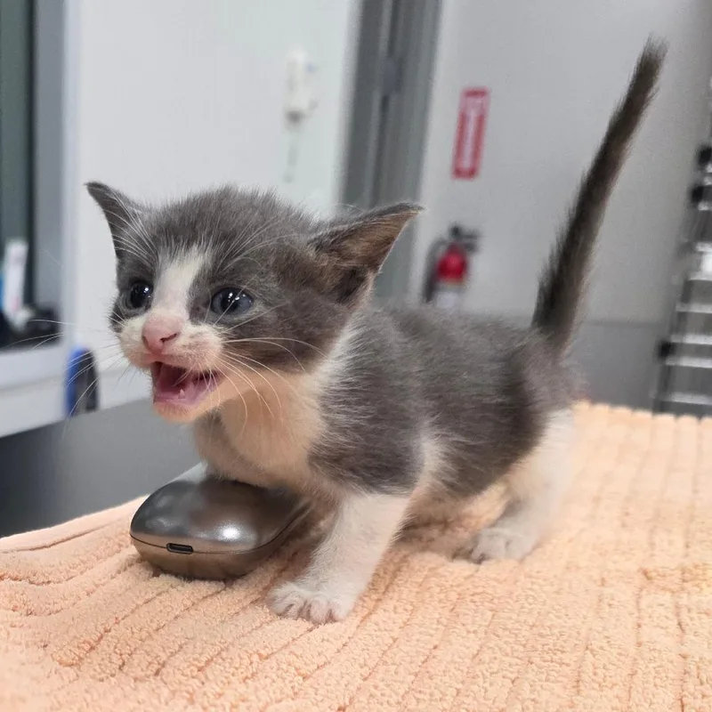 A baby small-sized male Gray / Blue / Silver Domestic Short Hair cat named Will for adoption in Jupiter, FL
