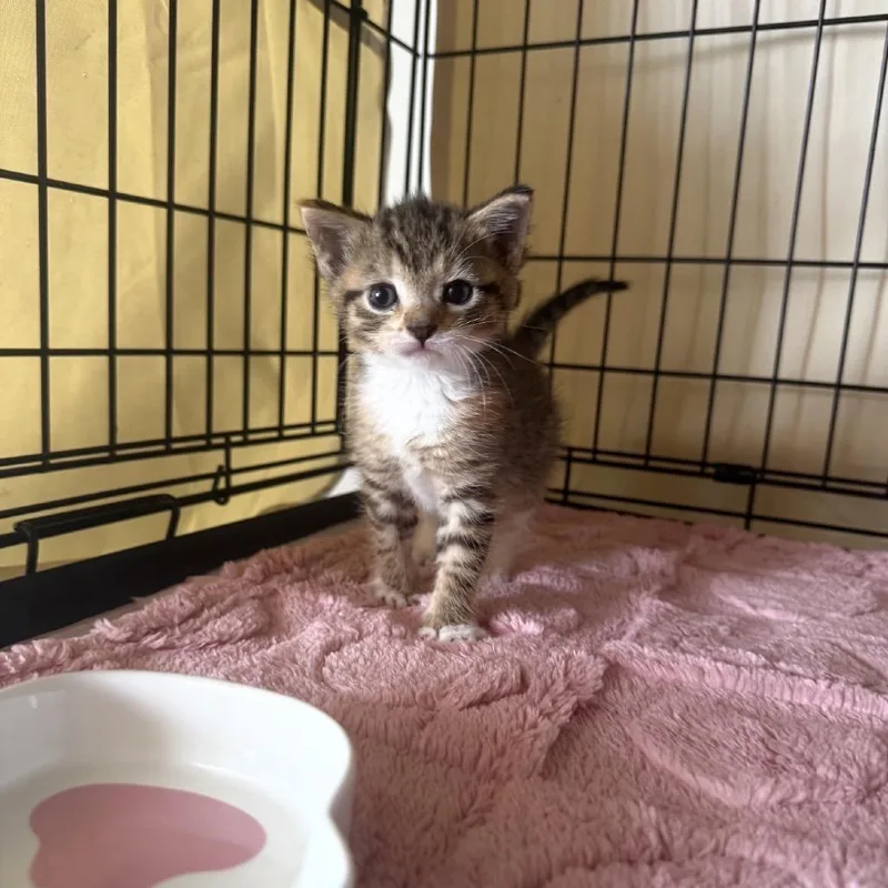 A baby small-sized female Brown / Chocolate Domestic Short Hair cat named Droplet for adoption in Middle Village, NY