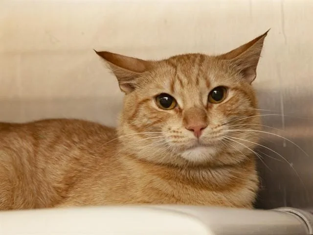 A young medium-sized male Domestic Short Hair cat named Cheeseburger for adoption in Phoenix, AZ