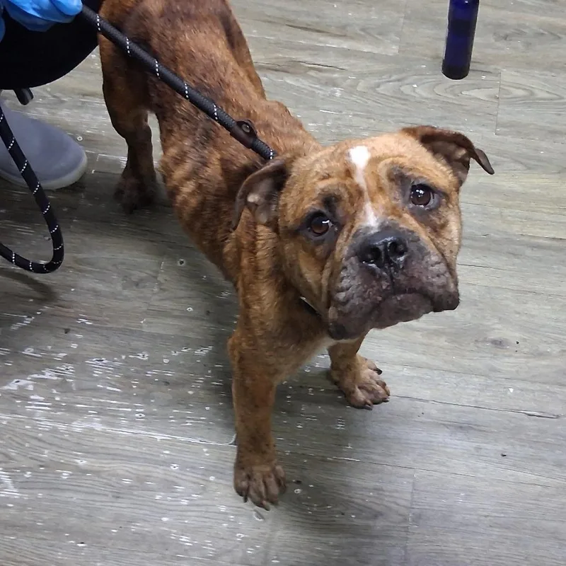 An adult medium-sized female Brown / Chocolate Mixed Breed dog named Selina for adoption in Summerville, SC