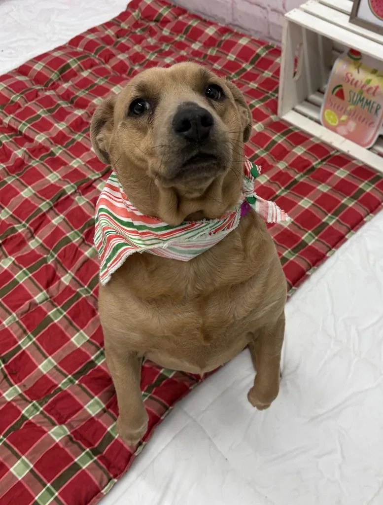 An adult medium-sized female Mixed Breed dog named Zin for adoption in Detroit, MI