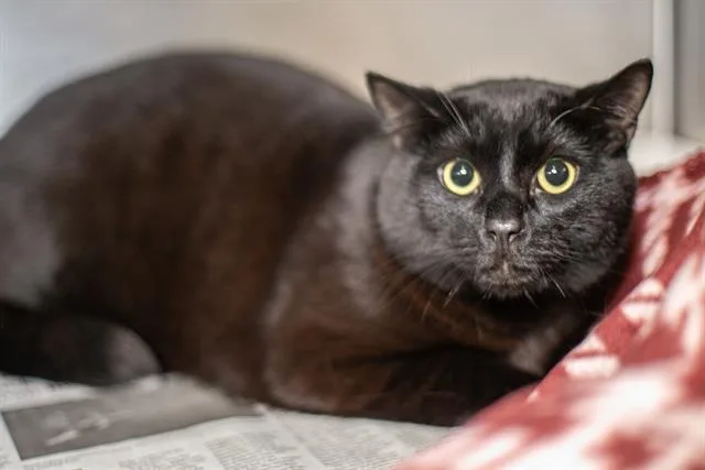 A young medium-sized male Domestic Short Hair cat named Onyx for adoption in Charlotte, NC
