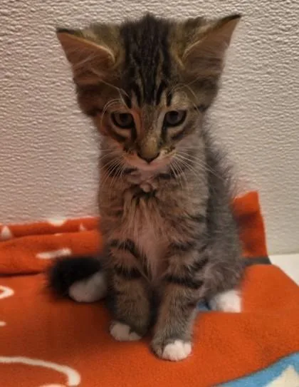 A young small-sized male Domestic Long Hair cat named Robin for adoption in Phoenix, AZ