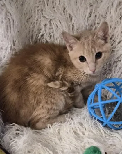 A baby small-sized male Domestic Short Hair cat named Alto for adoption in Conway, SC