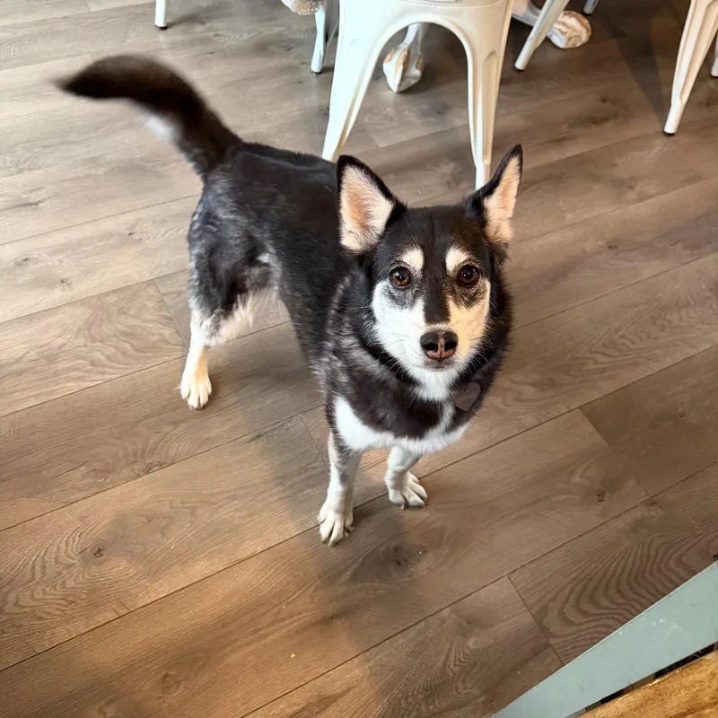 Maggie