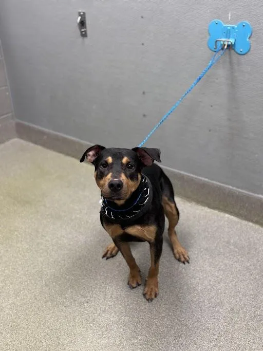 An adult medium-sized male Doberman Pinscher dog named Sammy for adoption in Las Vegas, NV