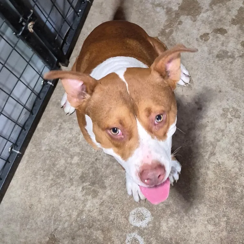An adult medium-sized male Pit Bull Terrier dog named Gambino for adoption in Birmingham, AL