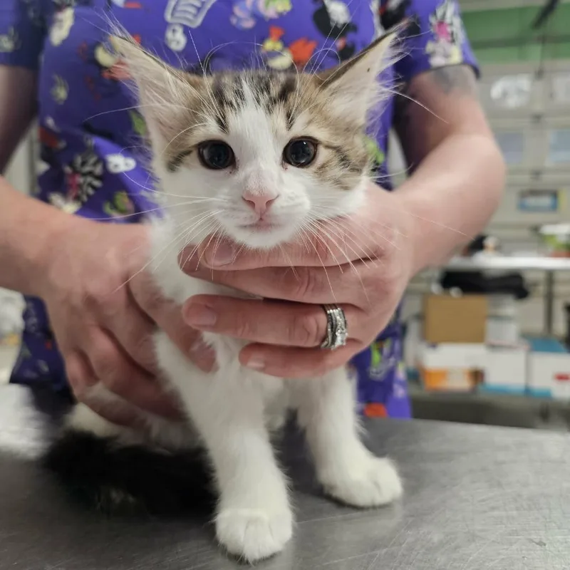 A baby small-sized female White Domestic Long Hair cat named Reign Of Error for adoption in Fredericksburg, VA