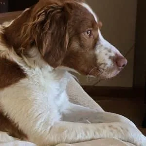A young medium-sized male Red / Chestnut / Orange Brittany Spaniel dog named Beau for adoption in Manitowoc, WI