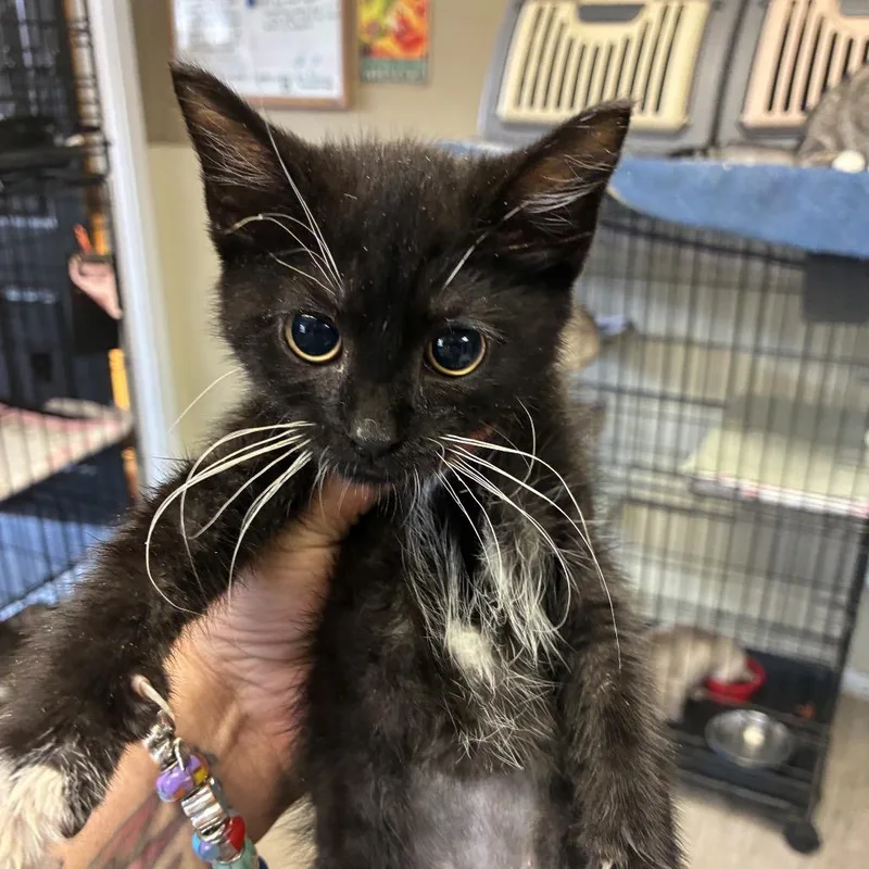 A baby small-sized female Black Domestic Short Hair cat named Sakura for adoption in Pennsville, NJ
