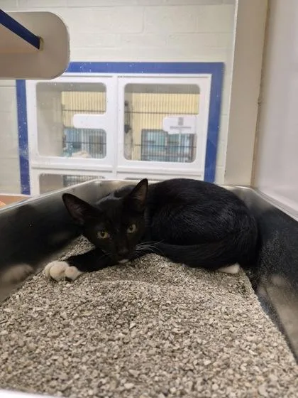 A young medium-sized male Domestic Short Hair cat named Goblin for adoption in Vero Beach, FL