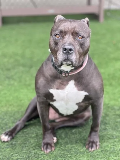 A senior large-sized female Gray / Blue / Silver Pit Bull Terrier dog named Stella for adoption in Sacramento, CA