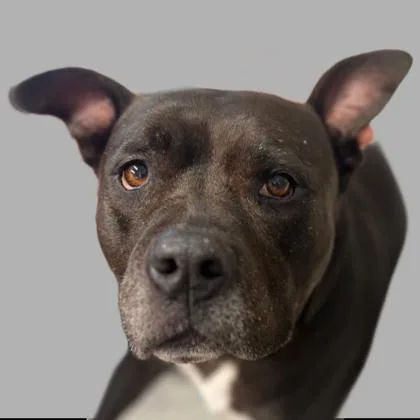 Stella thumbnail 2