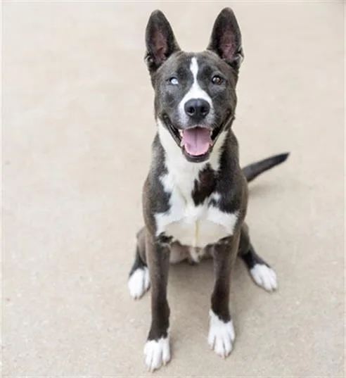 A young medium-sized male Akita dog named Bubba for adoption in Aurora, IL