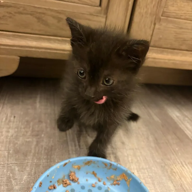 A baby small-sized female Black Domestic Medium Hair cat named Nyan Cat for adoption in Columbia, MO