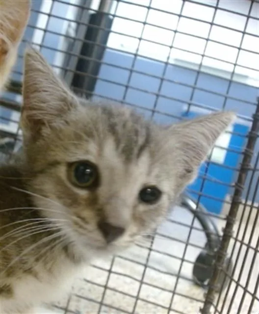 A baby small-sized female Domestic Short Hair cat named Grouch for adoption in Miami, FL