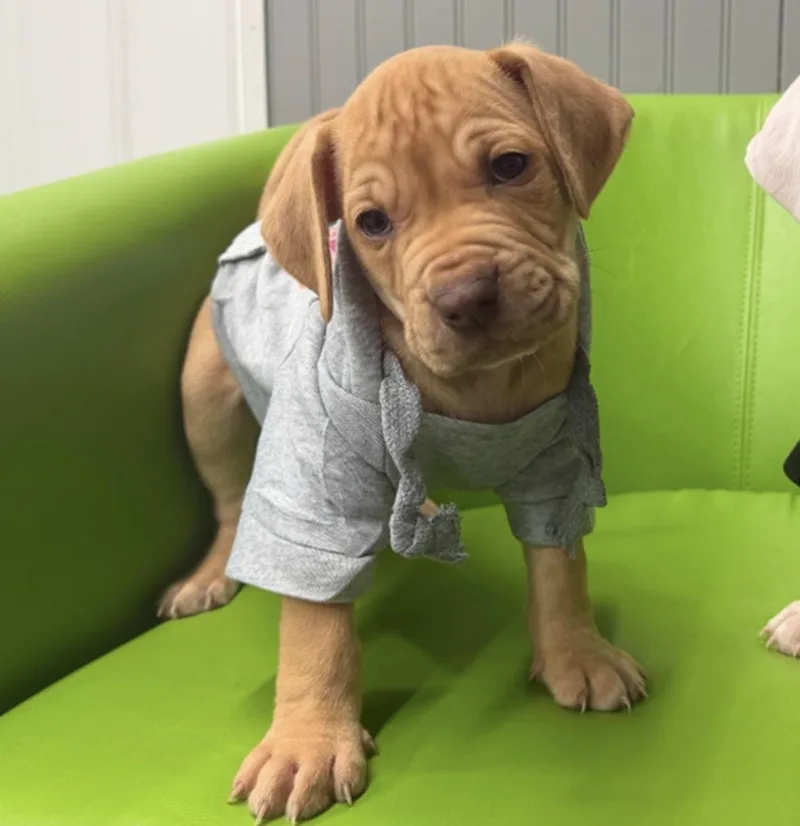 A baby medium-sized male Yellow / Tan / Blond / Fawn Pit Bull Terrier dog named Tapioca for adoption in Naperville, IL