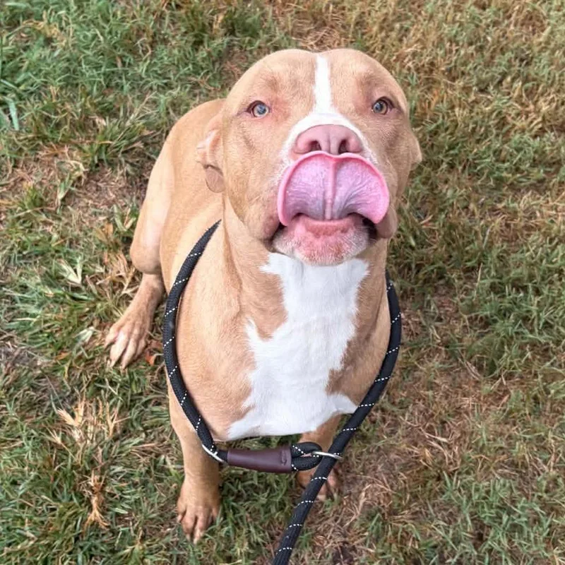 A young large-sized male Pit Bull Terrier dog named Pugsley for adoption in Concord, NC
