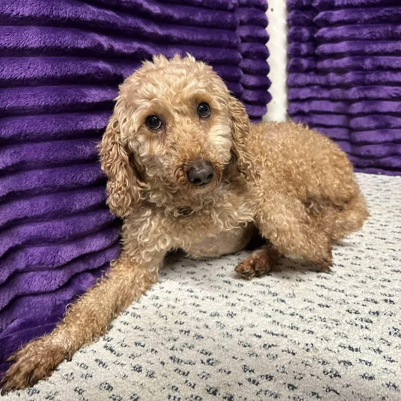 An adult small-sized female Goldendoodle dog named WynnMeet me on for adoption in Hartland, WI