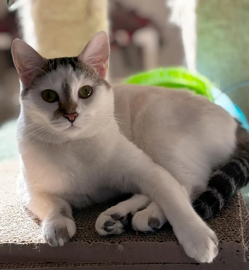 A young medium-sized female Domestic Short Hair cat named Sabrina for adoption in Helendale, CA