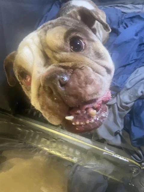 An adult medium-sized female American Bulldog dog named Lily for adoption in Dallas, TX