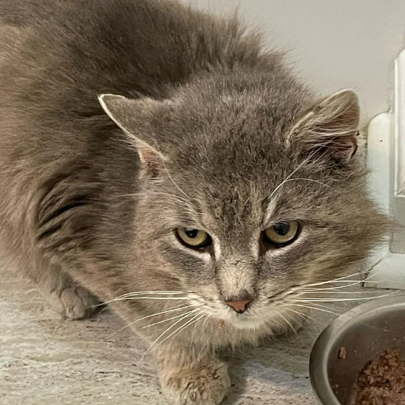 An adult large-sized male Gray / Blue / Silver Domestic Medium Hair cat named Buddy for adoption in Aldie, VA