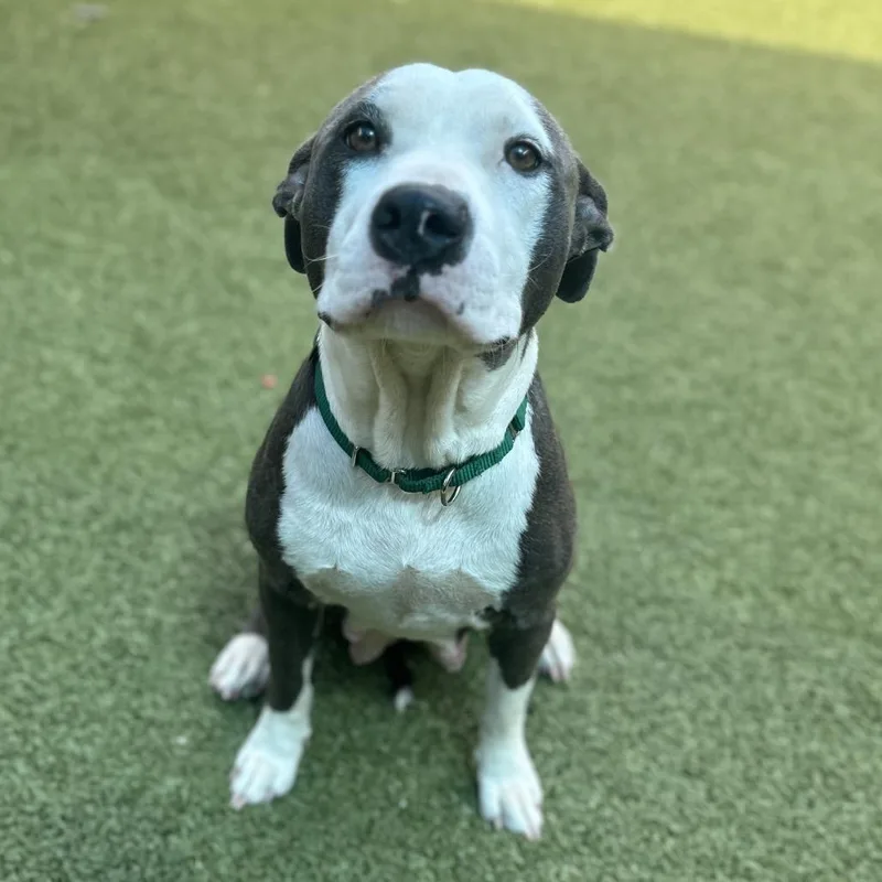 An adult medium-sized female Gray / Blue / Silver Pit Bull Terrier dog named Heart for adoption in Greensboro, NC