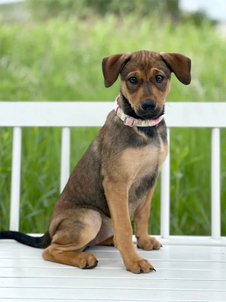 A baby medium-sized female Cattle Dog dog named Pool Litter Noodle for adoption in Savage, MN