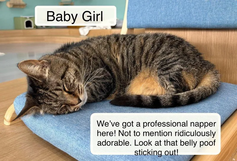 A senior medium-sized female Tabby (Brown / Chocolate) Domestic Short Hair cat named Baby Girl At Luna for adoption in Ellicott City, MD