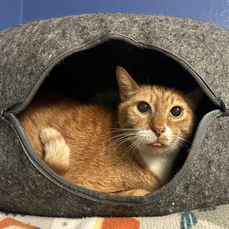 An adult large-sized male Orange / Red Domestic Short Hair cat named Cheeto for adoption in Titusville, FL