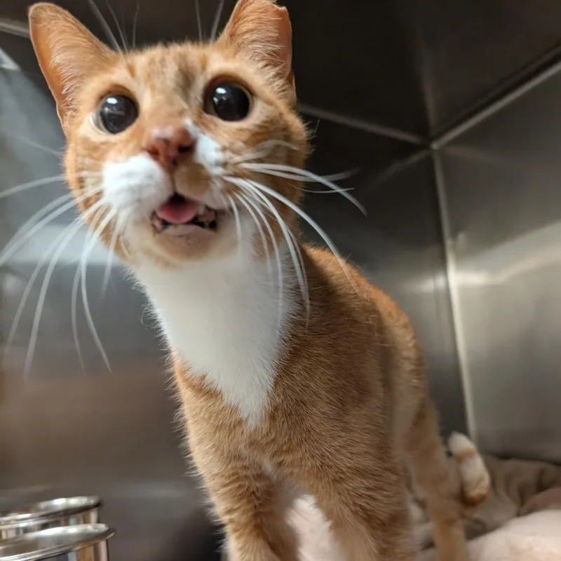 Cheeto thumbnail 2