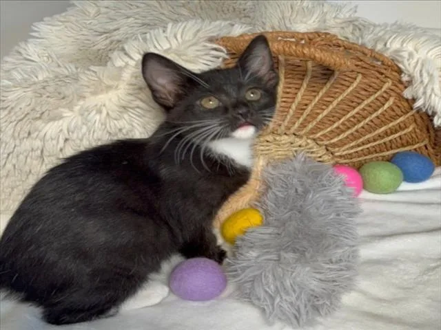 A baby small-sized female Black & White / Tuxedo Domestic Short Hair cat named Alexa for adoption in Woodland, CA