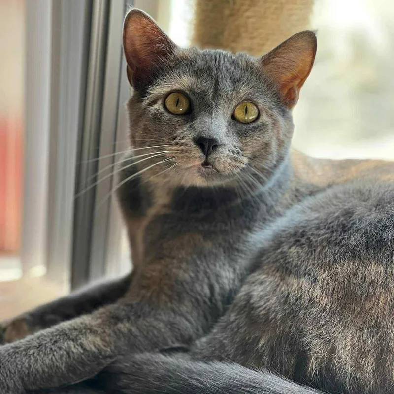 An adult medium-sized female Domestic Short Hair cat named Buttercup for adoption in Sedalia, MO