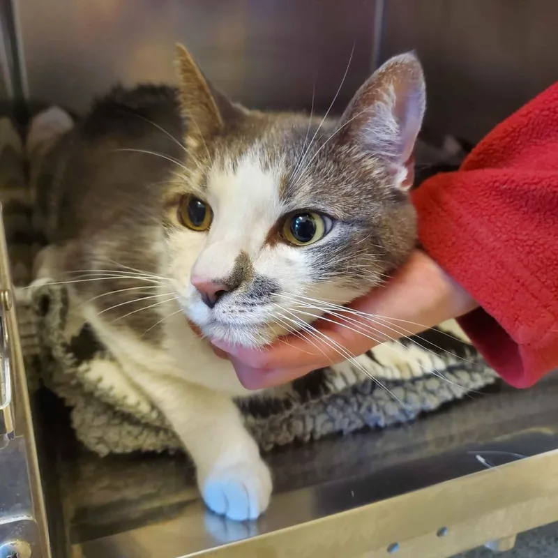 An adult large-sized female Gray / Blue / Silver Domestic Short Hair cat named Doja for adoption in Gloucester, VA
