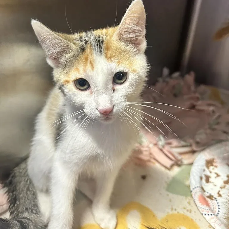 A baby small-sized female White Domestic Short Hair cat named Hooby Looby for adoption in Davenport, IA
