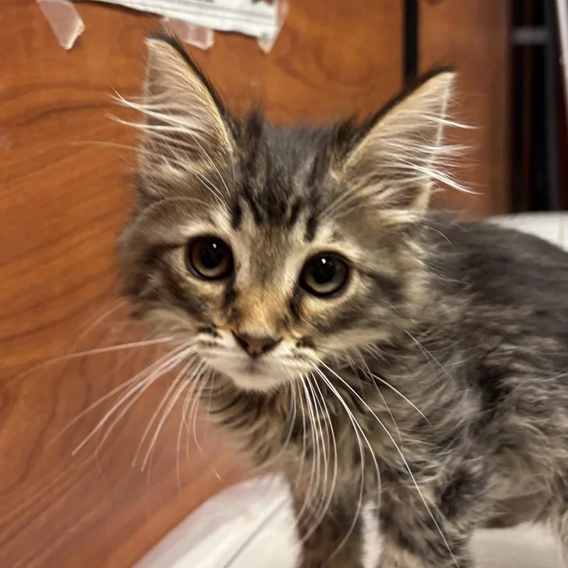 A baby medium-sized female Domestic Medium Hair cat named Butter for adoption in Sonora, CA