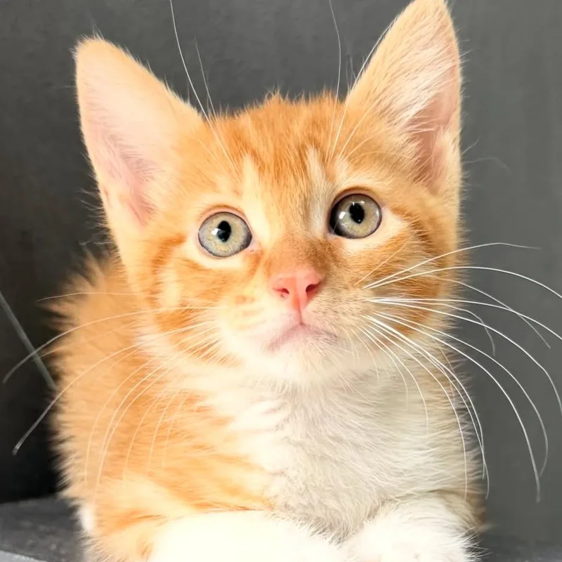 A baby small-sized female Orange / Red Domestic Short Hair cat named Carmela for adoption in Yucca Valley, CA