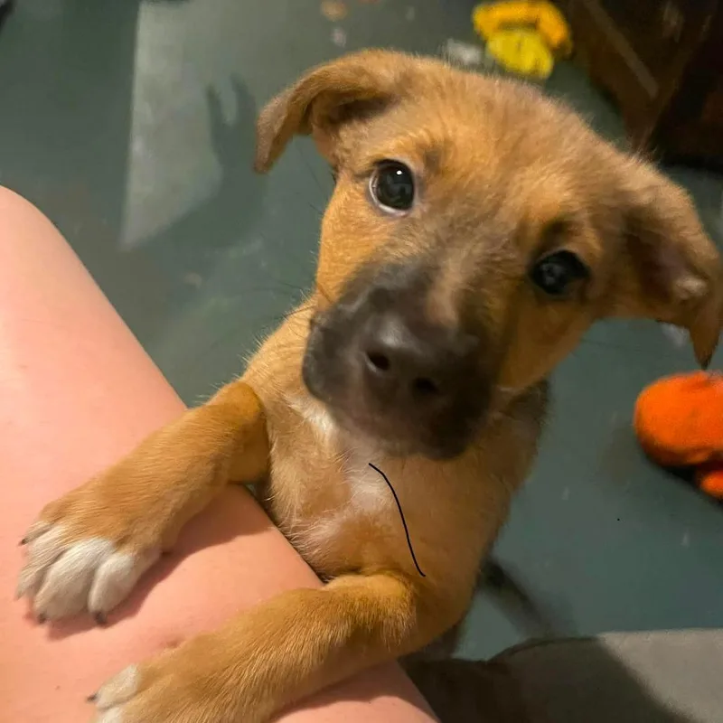 A baby large-sized female Brown / Chocolate Mixed Breed dog named Rizzo for adoption in DeKalb, IL