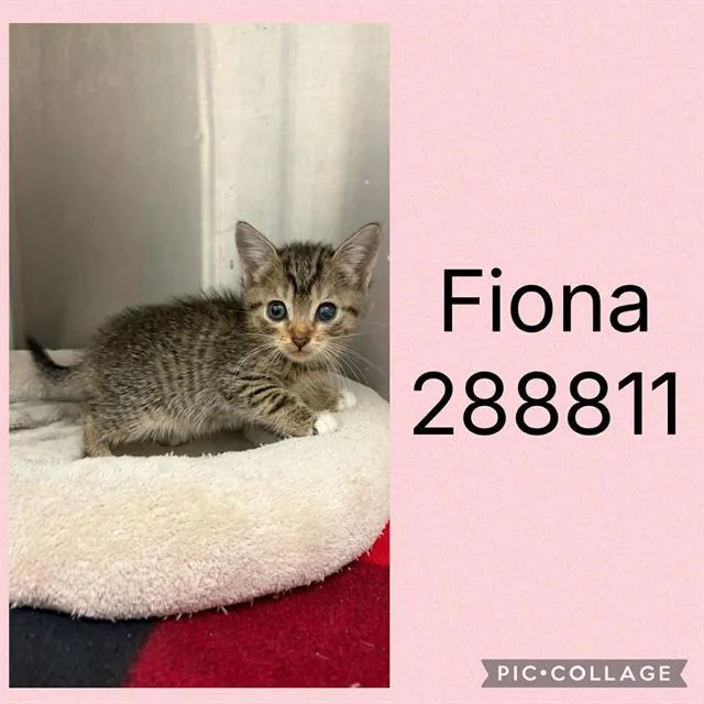 A baby small-sized female Domestic Short Hair cat named Fiona for adoption in Macon, GA