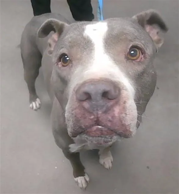 An adult large-sized male Pit Bull Terrier dog named Muse for adoption in Phoenix, AZ