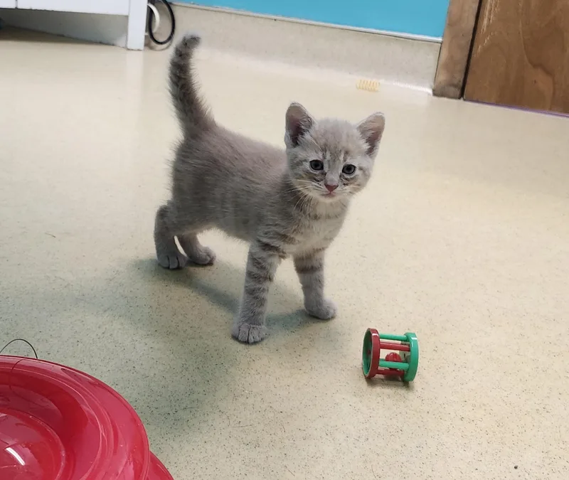 A baby medium-sized male Buff / Tan / Fawn Domestic Short Hair cat named Lemon for adoption in Reynoldsburg, OH