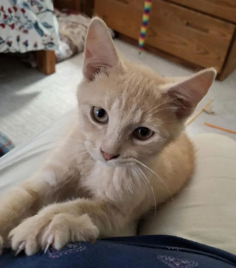 A baby large-sized male Domestic Short Hair cat named Simba & Mango for adoption in Allentown, NJ