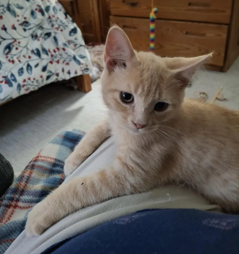 Simba & Mango thumbnail 2