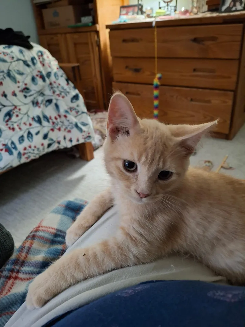 Simba & Mango thumbnail 3