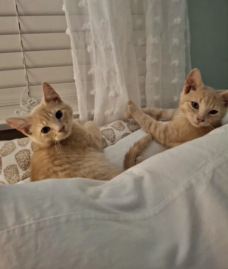 Simba & Mango thumbnail 4