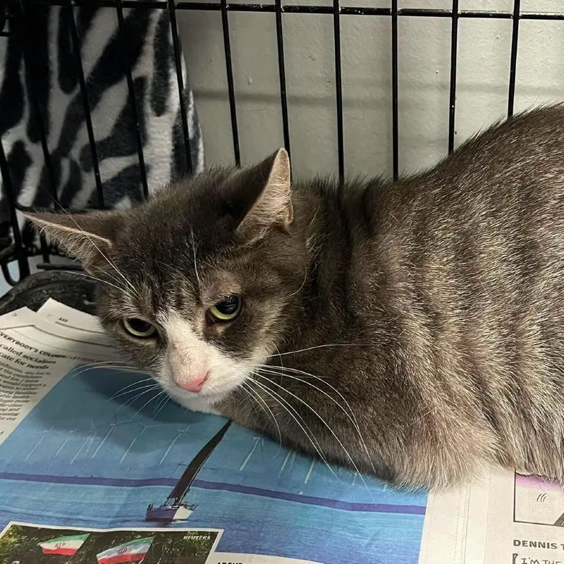 An adult medium-sized female Gray / Blue / Silver Domestic Short Hair cat named Tessa for adoption in Hamburg, NY
